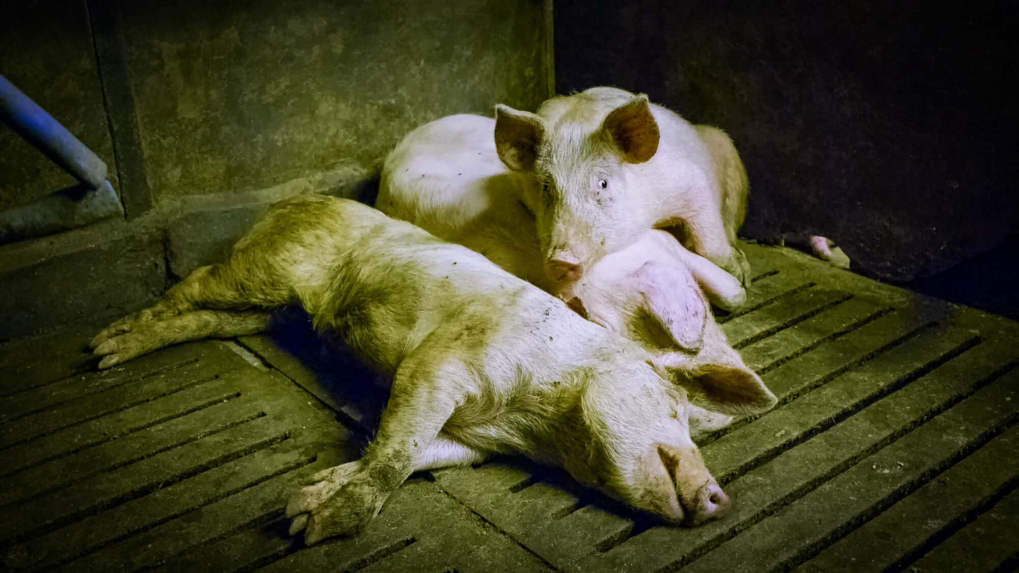 MRSA from Pig Farms Increasing Threat for Humans