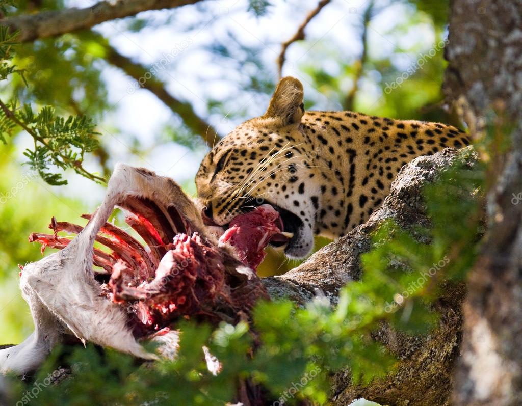 Carnivores More Prone to Cancer Across Mammalian Kingdom