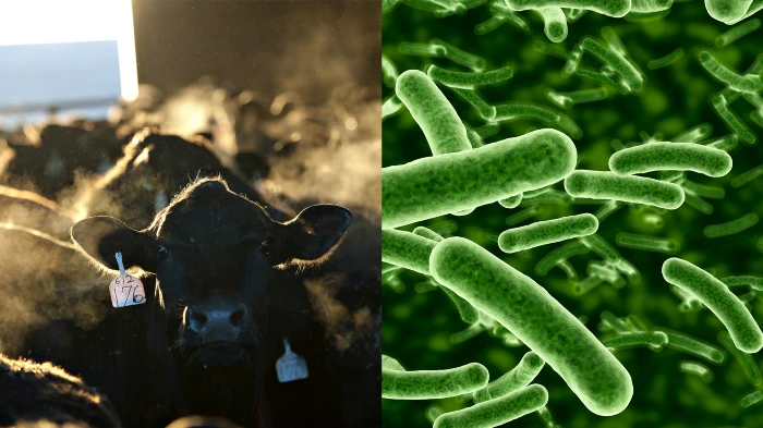 Animal Agriculture is Primary Risk of Creating Future Pandemics